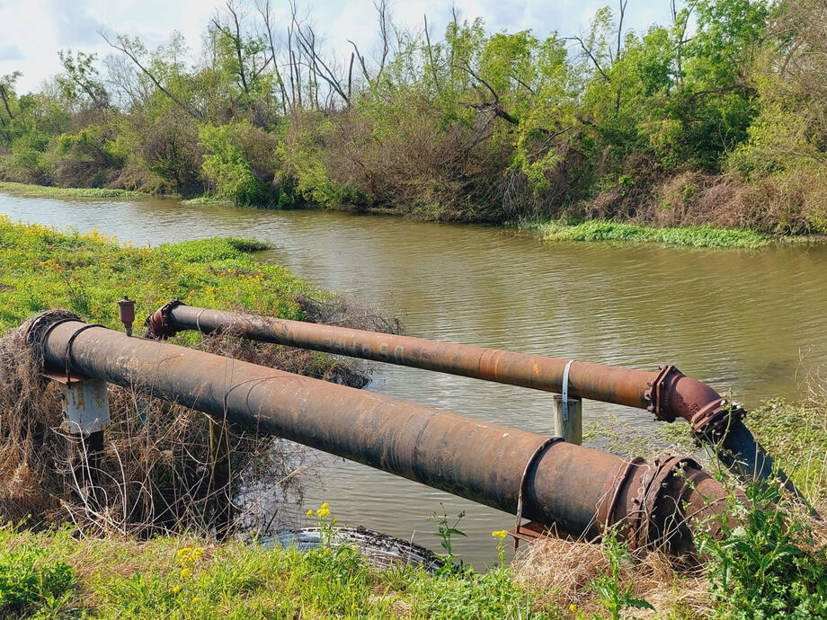 Murky water below overgrown pipes