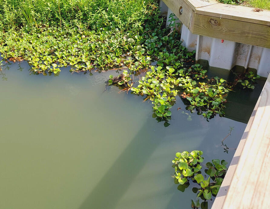 Lush vegetation over murky water