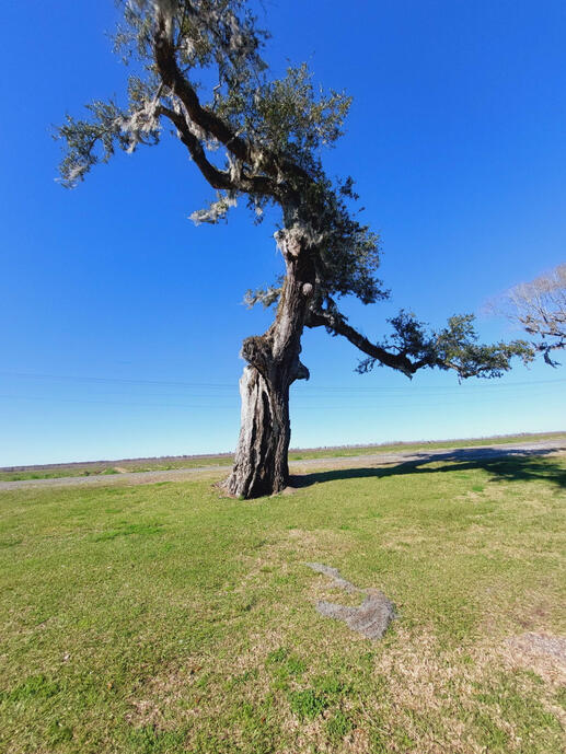 A lone tree in a vast field