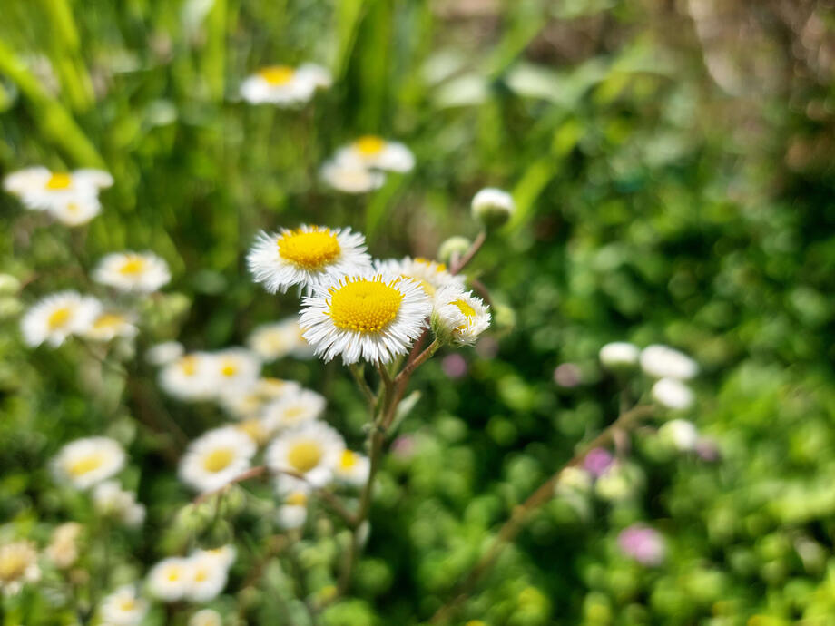Oakleaf Fleabane